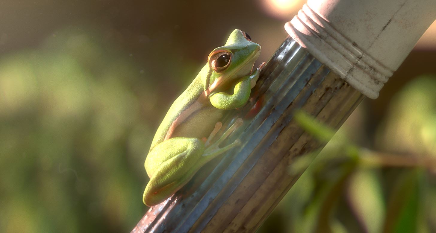 garden party shortfilm frog